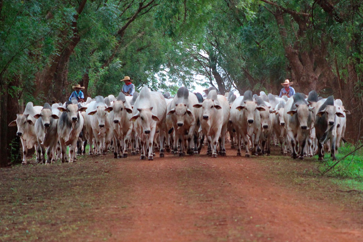 Início de semana com excelentes ofertas de touros Nelore da Agropecuária Jacarezinho